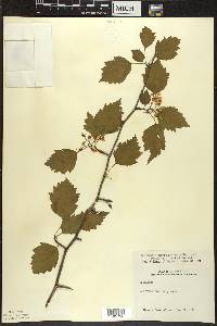 Crataegus macrosperma var. roanensis image