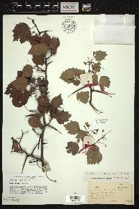 Crataegus pruinosa image