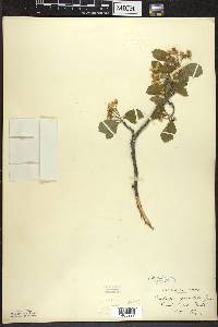 Crataegus punctata image