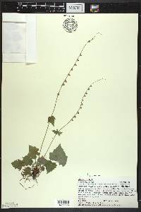 Mitella diphylla image