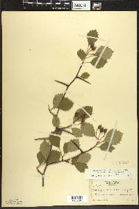 Crataegus chrysocarpa image