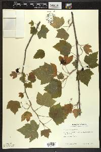 Ribes americanum image