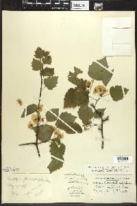 Crataegus pruinosa image