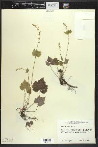 Mitella diphylla image