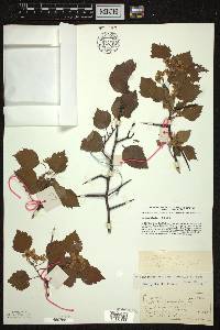 Crataegus pruinosa image