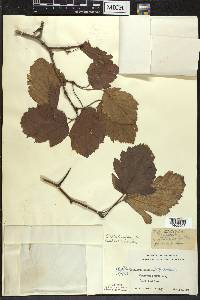 Crataegus mollis image