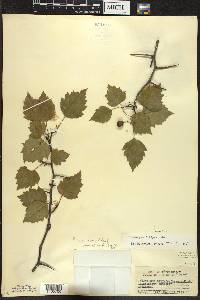 Crataegus jesupii image