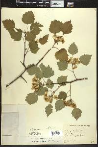 Crataegus pruinosa image