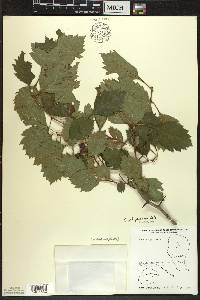 Crataegus chrysocarpa image