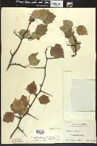 Crataegus pruinosa image