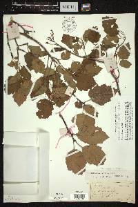 Crataegus intricata image