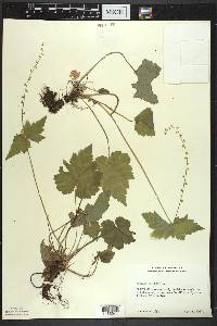 Mitella diphylla image