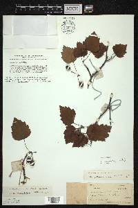 Crataegus pruinosa image