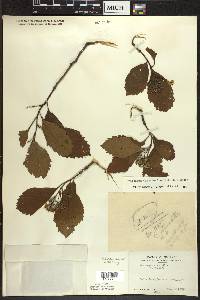 Crataegus calpodendron image