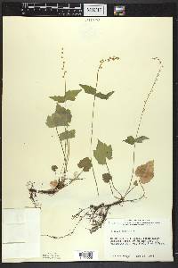 Mitella diphylla image