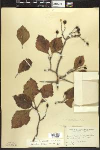 Crataegus calpodendron image