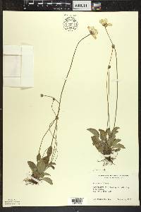 Parnassia glauca image