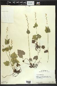 Mitella diphylla image