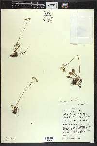 Micranthes virginiensis image