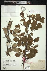 Crataegus coleae image