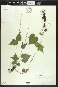 Mitella diphylla image