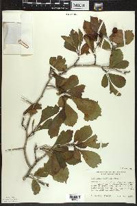 Crataegus punctata image