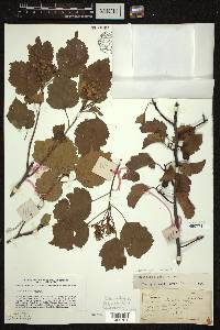 Crataegus intricata image