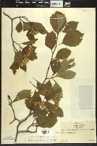 Crataegus calpodendron image