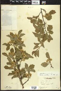 Crataegus margarettae image