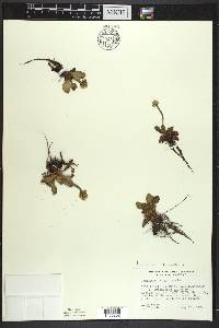 Micranthes virginiensis image