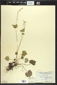 Mitella diphylla image