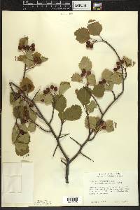 Crataegus chrysocarpa image