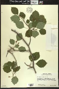 Crataegus chrysocarpa image