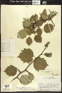 Crataegus macrosperma var. roanensis image