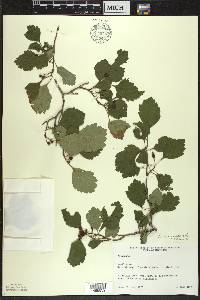 Crataegus margarettae image