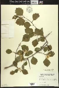 Crataegus chrysocarpa image