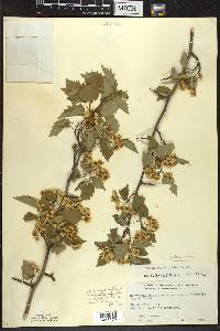 Crataegus schuettei image