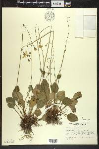 Parnassia glauca image