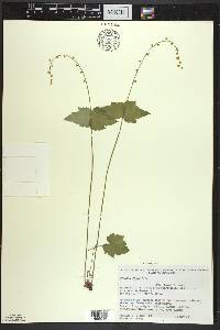 Mitella diphylla image