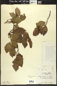 Crataegus calpodendron image