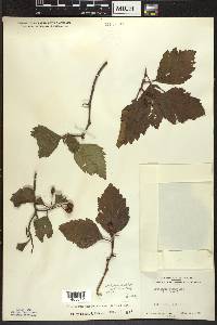 Crataegus calpodendron image