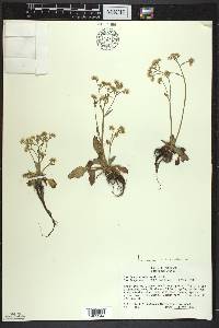 Micranthes virginiensis image