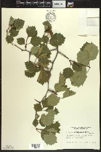 Crataegus chrysocarpa image