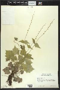 Mitella diphylla image