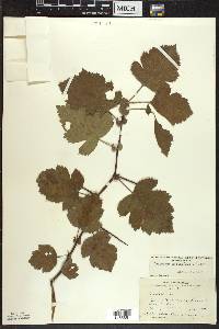 Crataegus mollis image