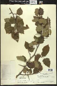 Crataegus pruinosa image