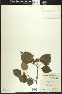 Crataegus pruinosa var. dissona image