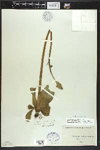 Micranthes pensylvanica image