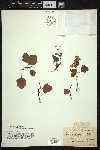 Crataegus dodgei image