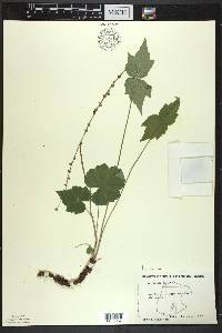 Mitella diphylla image